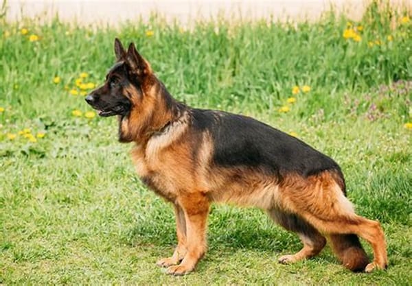 Displasia, artritis canina y otras enfermedades: Causas y tratamientos
