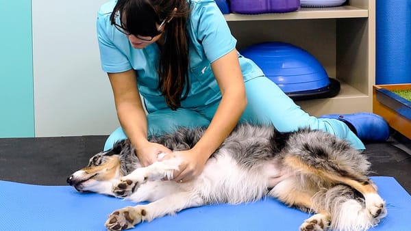 Ejercicio y fisioterapia para la artritis canina: Cómo mejorar la calidad de vida de tu perro