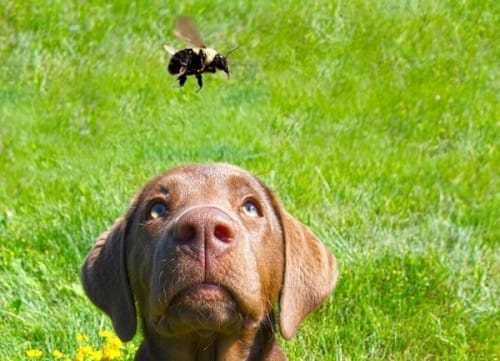 Cinco consejos para proteger a tu mascota de los insectos en primavera y verano
