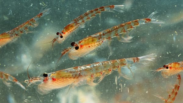 El krill antártico: Un recurso vital para el ecosistema y la salud de los perros mayores