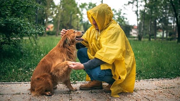 Diversión bajo la lluvia: Los mejores planes para disfrutar con tu perro en un día gris